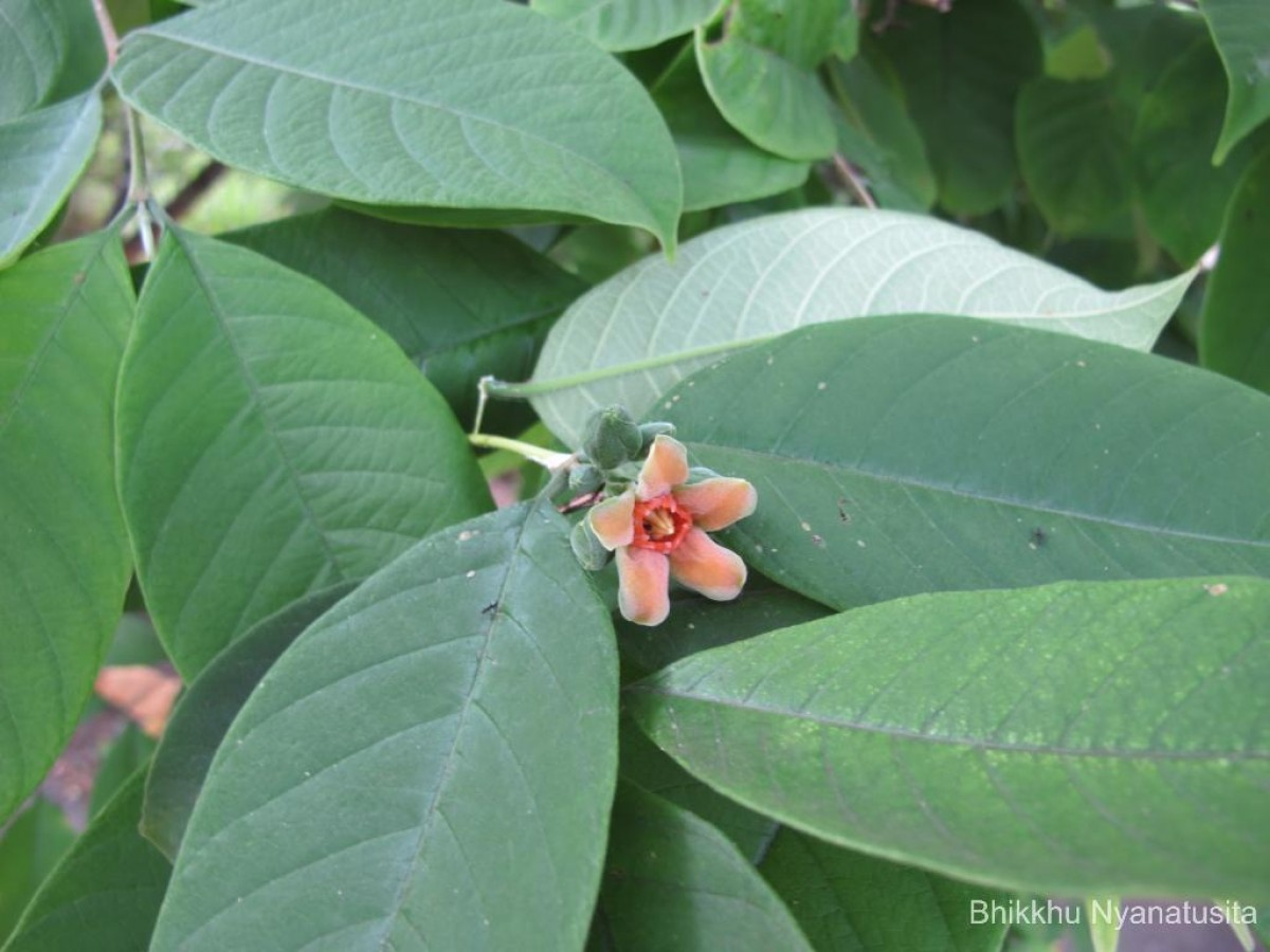 Wrightia arborea (Dennst.) Mabb.